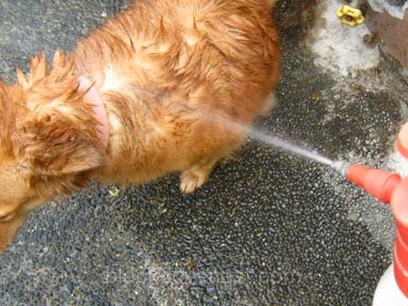 Blackdove Nest Best Anti Tick And Flea Spray For Dogs