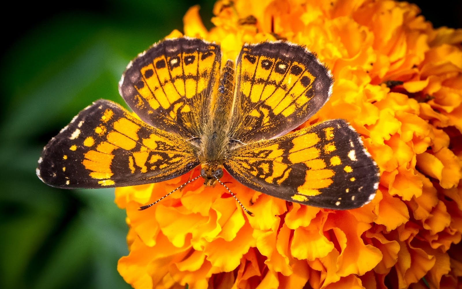 Бабочка Махаон оранжевая