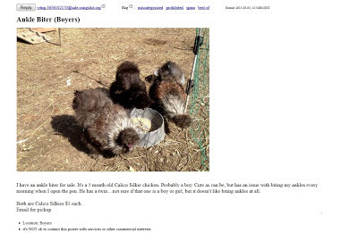 craigslist ad for funny silkie chickens