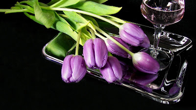 purple tulips hd wallpaper