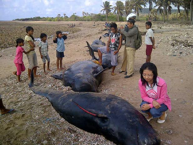 Baleias encalham e morrem em praia na Indonésia, população local comem os animais.