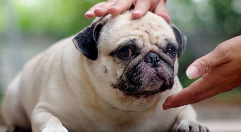 Signs of Testicular Cancer in Dogs