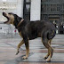 “Αθάνατο” δημόσιο: 3μελής επιτροπή για στείρωση σκύλου!
