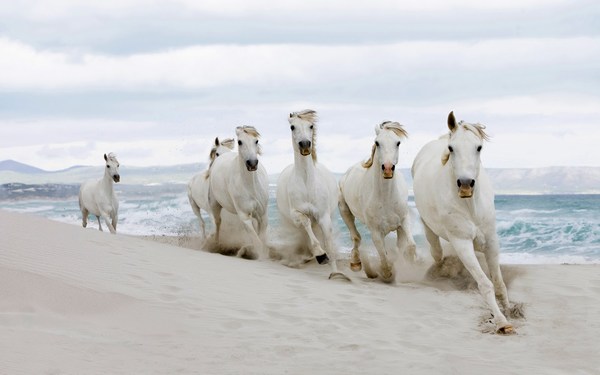 White Horses Pictures Running Swiftly on Sand