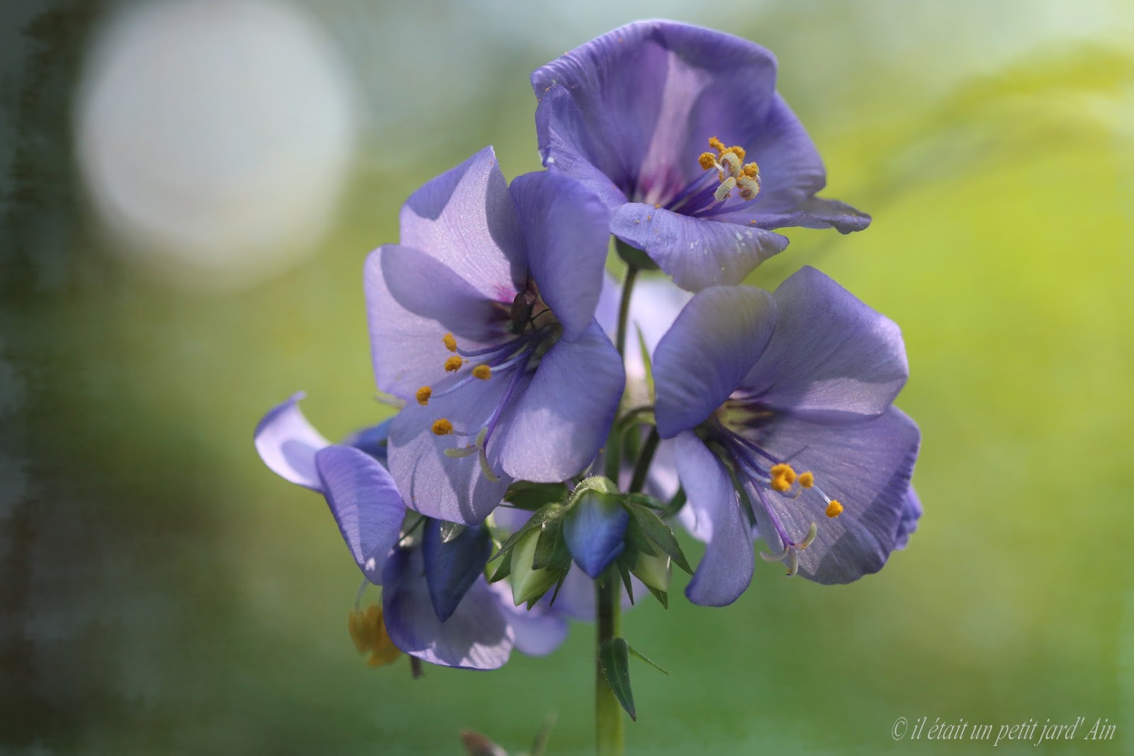 Il Etait Un Petit Jard Ain Tribulations Jardinieres