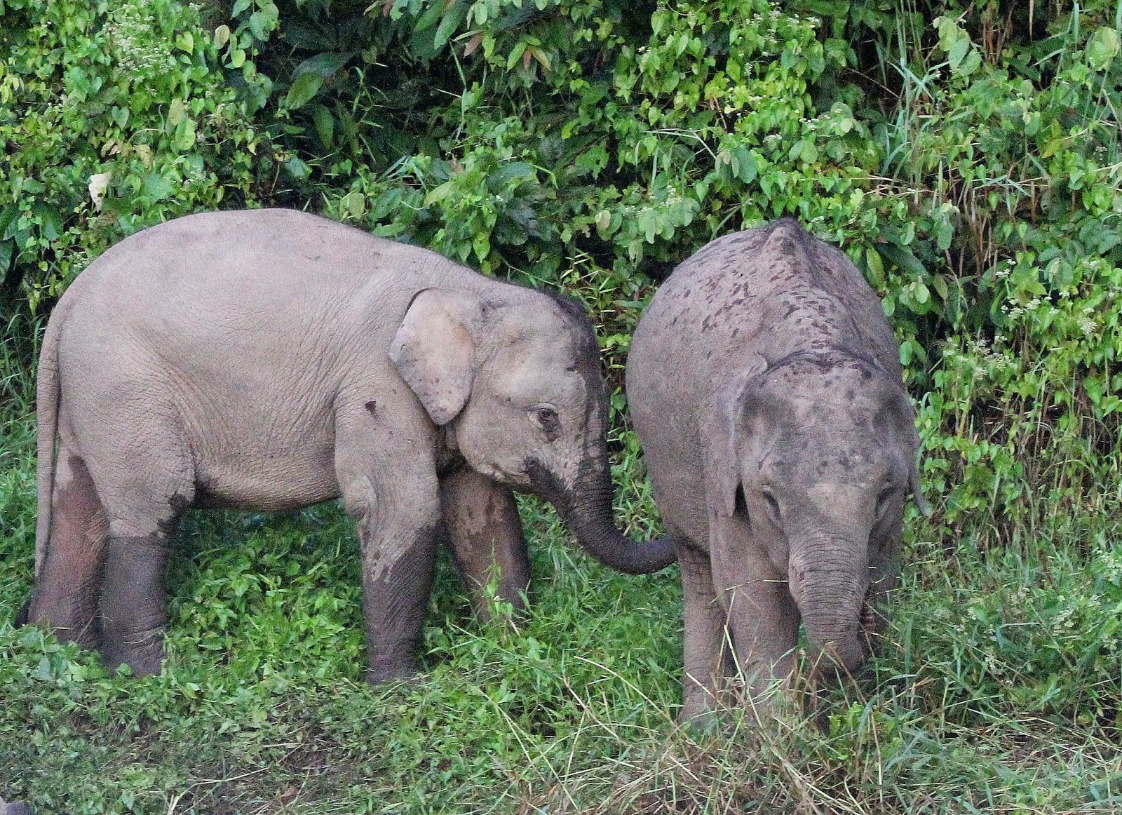 Worldbirder Bornean Pygmy Elephant Photo Essay