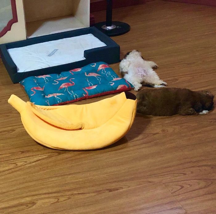 30 Hilariously Adorably Pictures Of Puppy Sleeping As If She Was 'Turned Off'