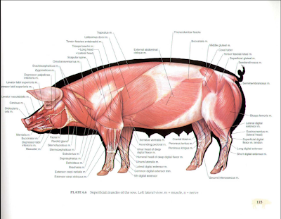 Vet Blog: Muscular System cattle digestive system diagram 