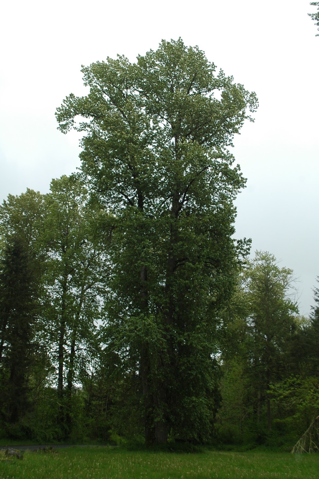 Nature Minute Species of the Month Black Cottonwood