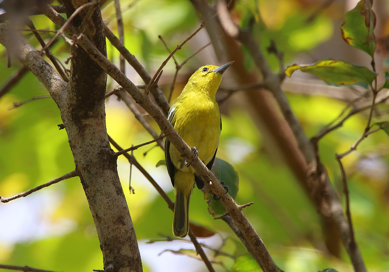 Birding Indonesia Part 4: West Bali National Park | Pitta Tours