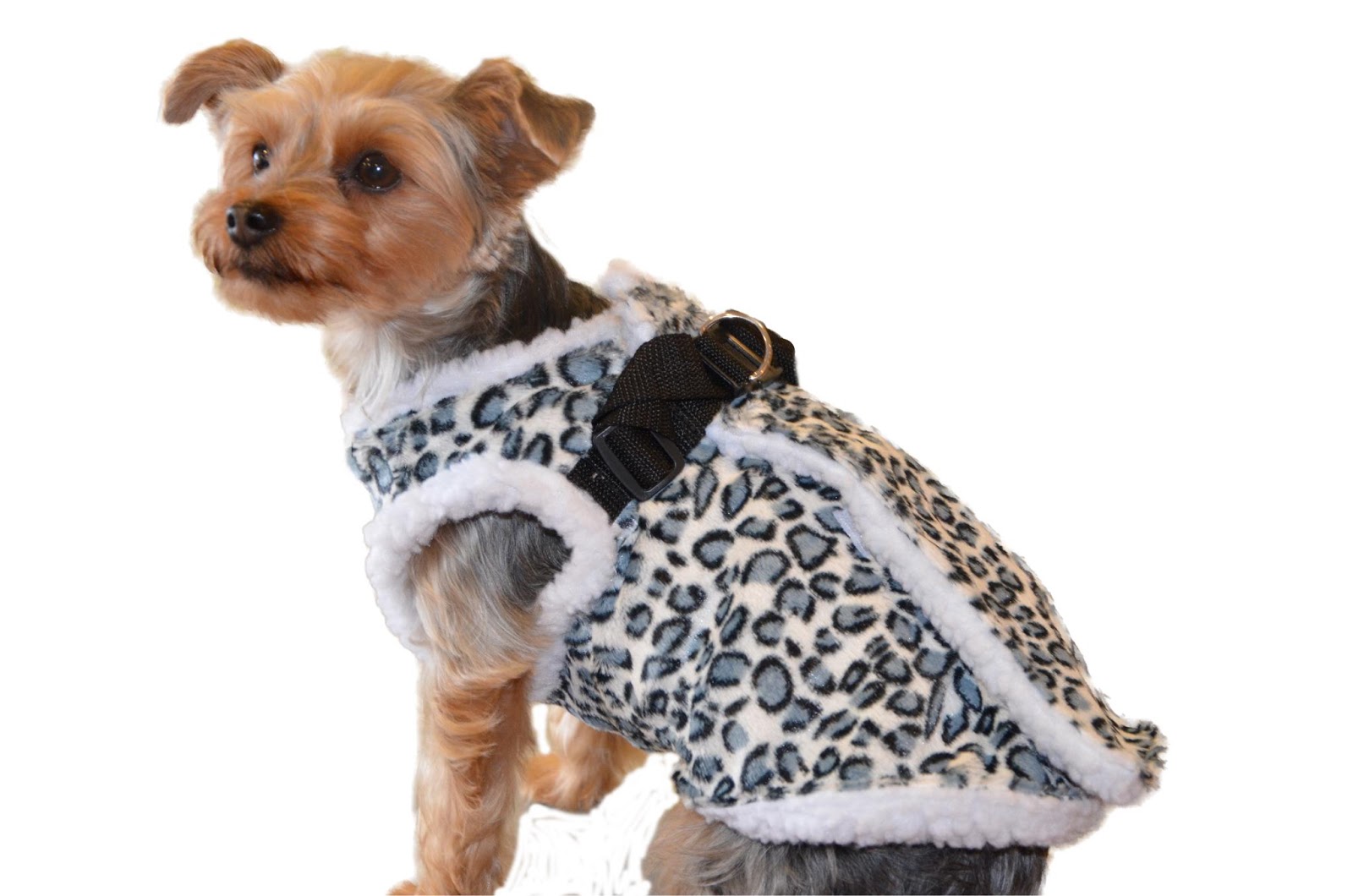 Dolly's Woofington Post___" Small Dog “Face of WiggleButtz”