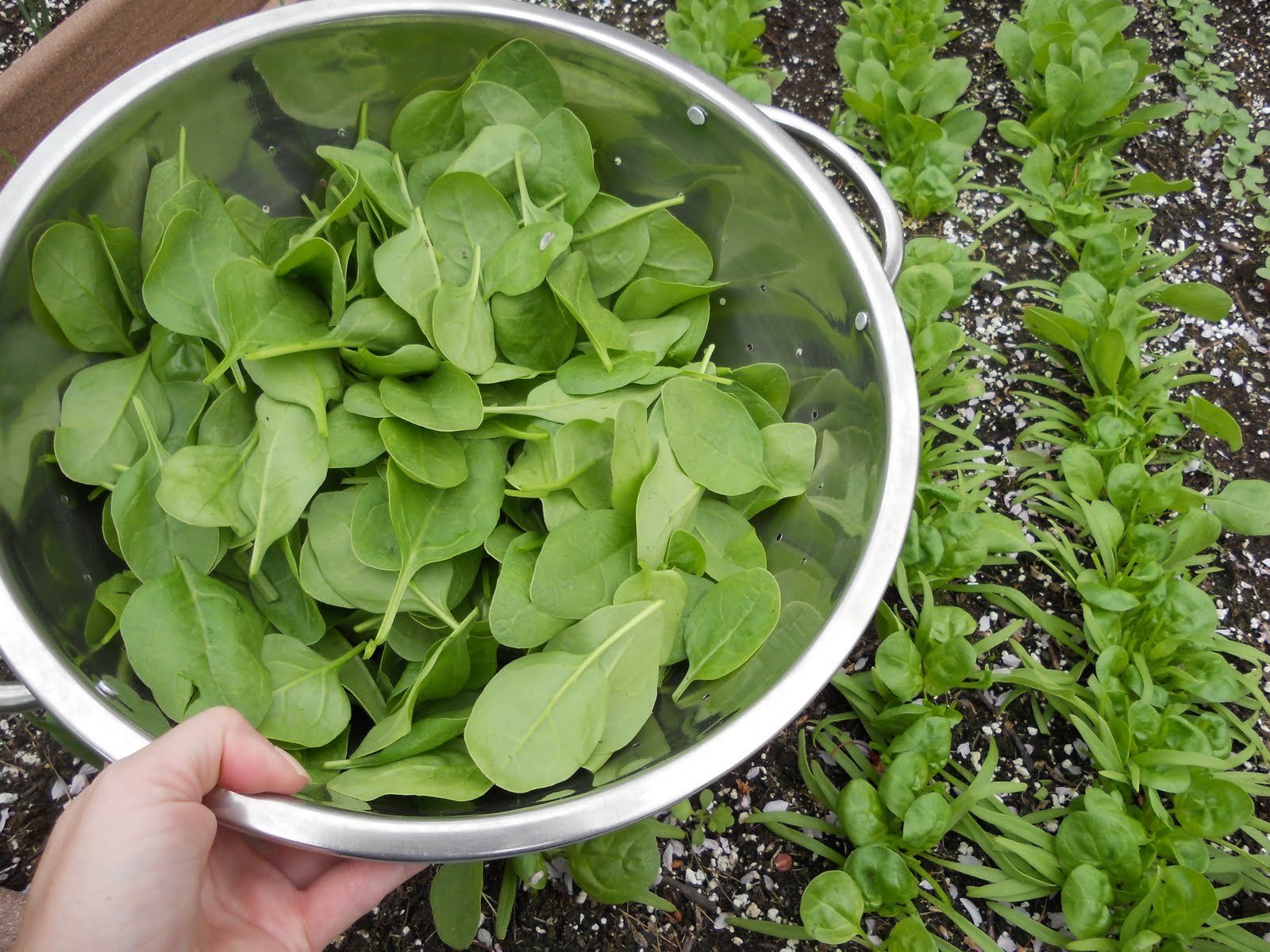 Baby Spinach with Garlic and Olive Oil