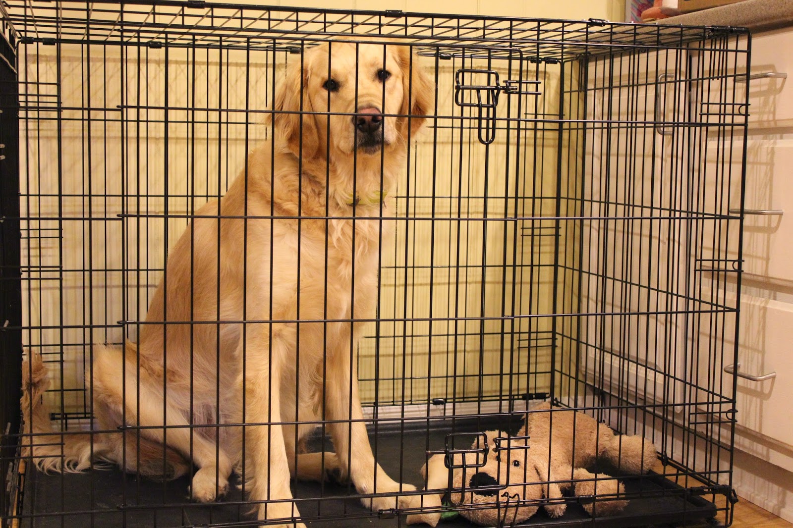 dog sitting in crate