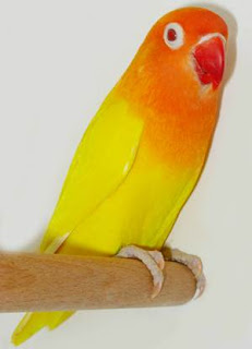lovebird lutino mata merah lovebird lutino mata merah