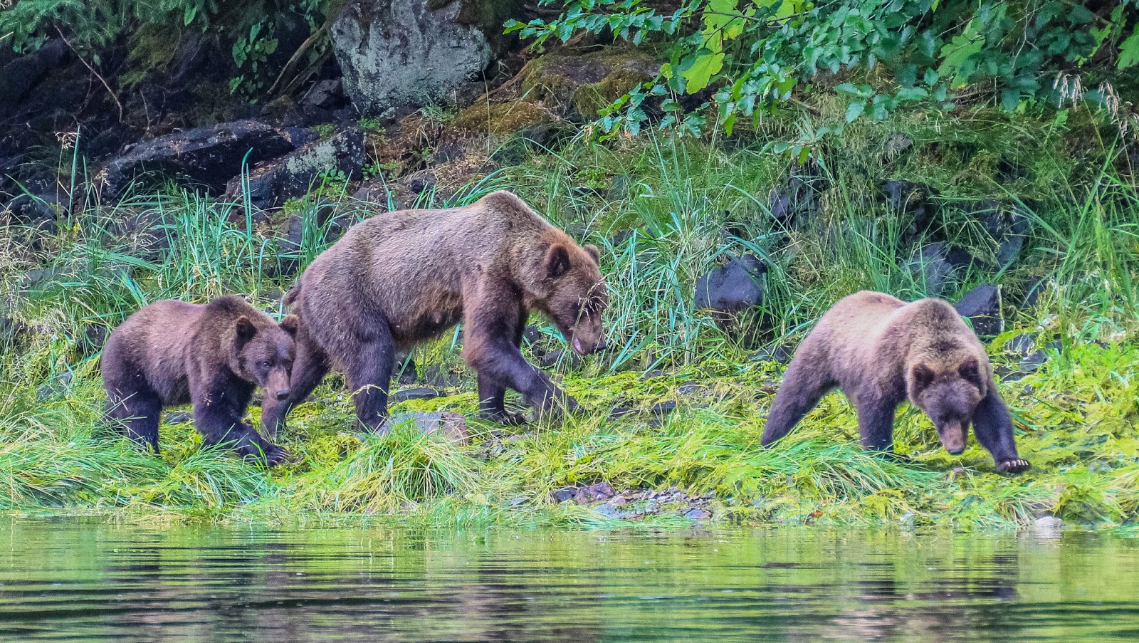 Cannundrums Brown Bear Chichagof Island, Alaska