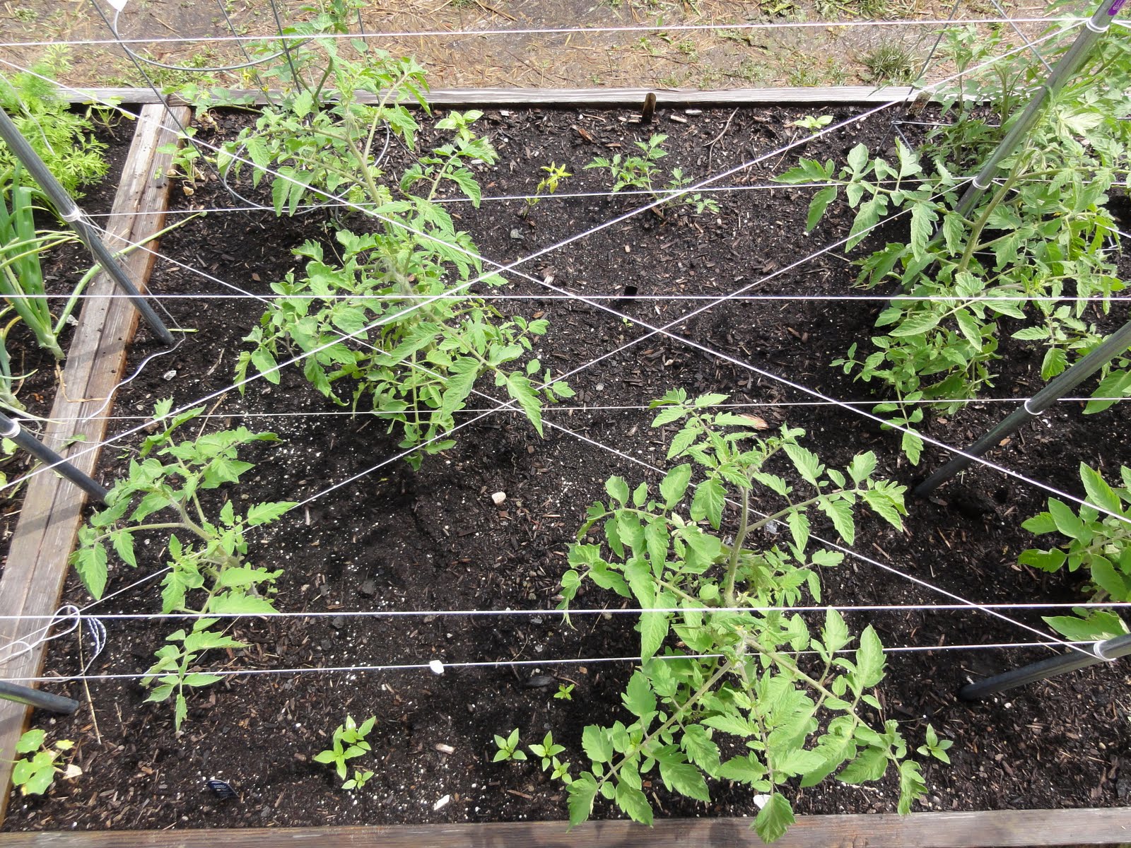 Thyme To Garden Now Building Tomato Trellis Structures
