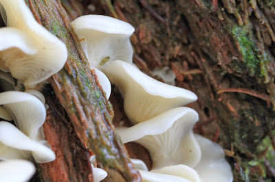 Nine Photos of of Mushrooms We Saw on the Pacific Crest Trail to Lake Valhalla 