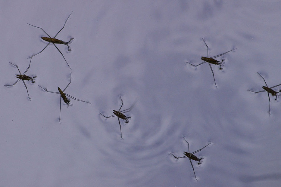 Interesting Earth How are some insects able to walk on the surface of