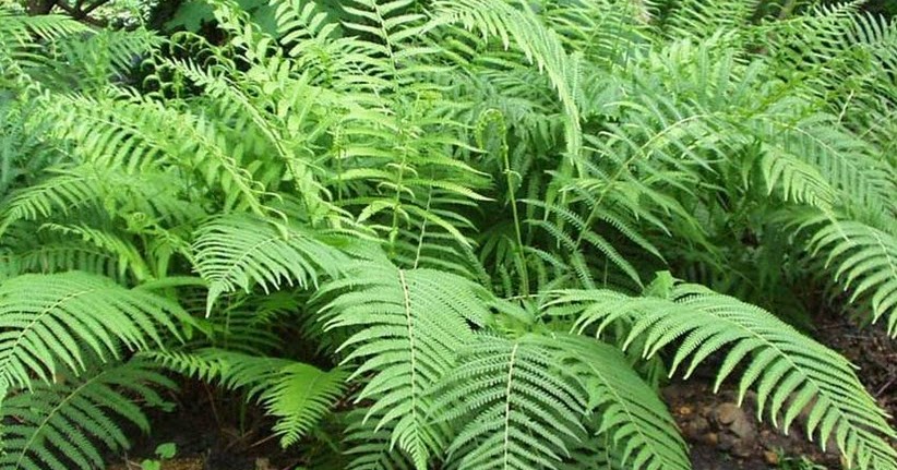 Perbedaan Lumut dan Paku Pelajaran Biologi