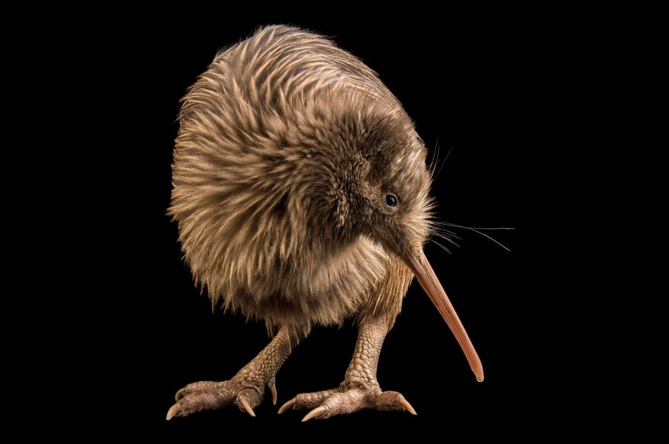 Kiwi birds younger than originally thought, research shows - The