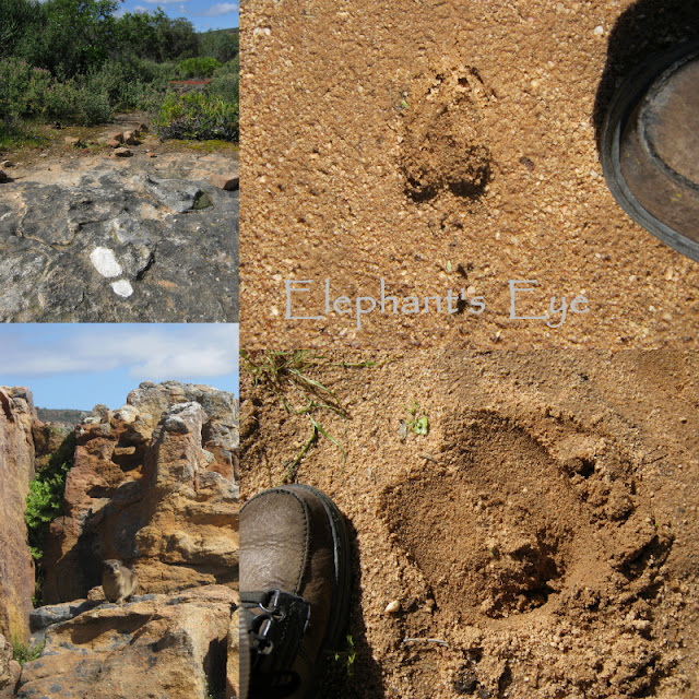 Follow the white footprints on Sevilla Rock Art Trail Springbok above, eland below A dassie among the rocks