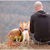 Things to Know About Traveling With Pets