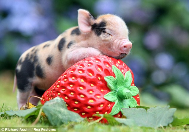 Pocket pig of Pennywell Farm by Richard Austin, cute piglets, pocket pigs, richard austin, cute baby pig