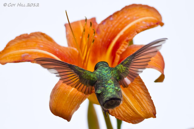 Country Captures: Ruby throated Hummingbirds