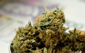 bud business cash in cannabis industry marijuana investing