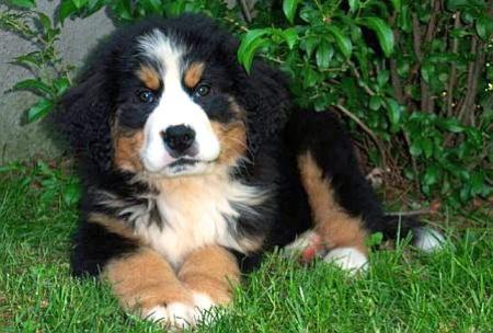 Puppy Dog Breeds Pictures
