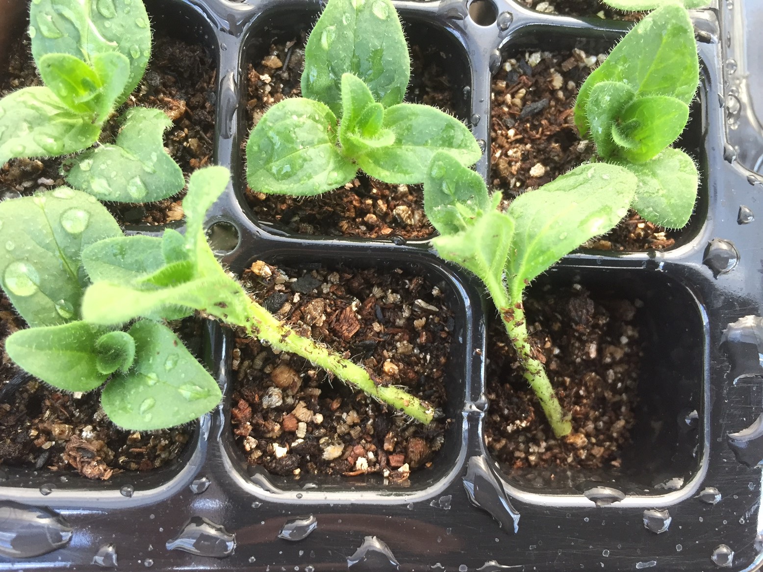 千葉大学 花卉 苗生産ブログ 挿し芽の行方