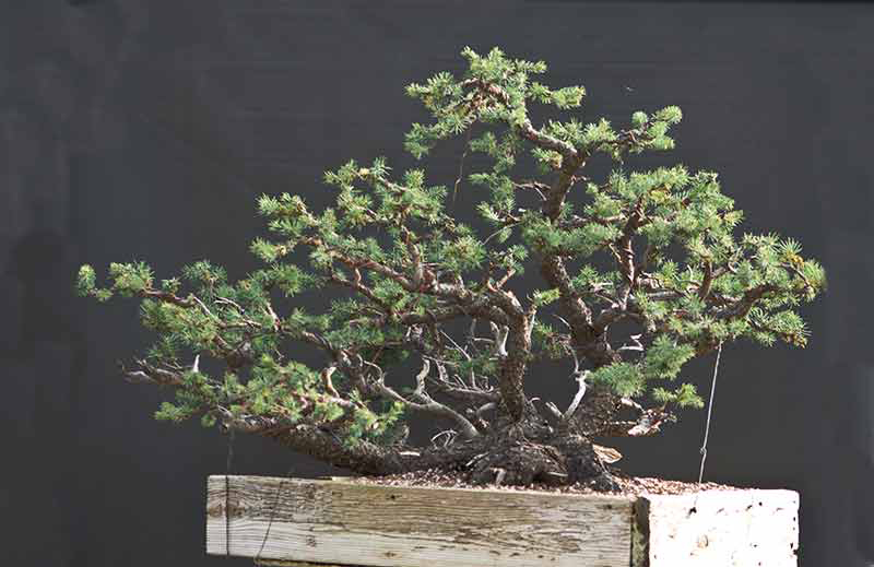 Walter Pall Bonsai Adventures Colorado Blue Spruce 1