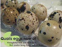 BUY Quails eggs @ Thoughtful gift