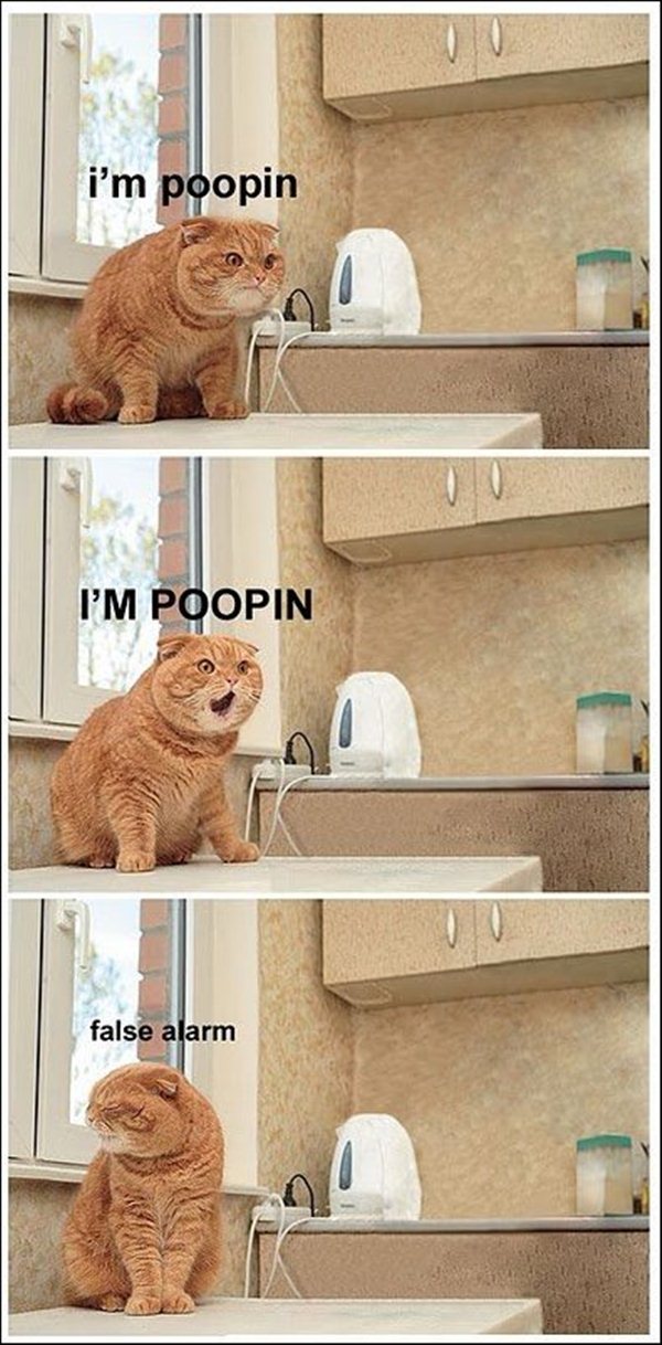 animal pictures with captions, lolcats, i'm poopin false alarm