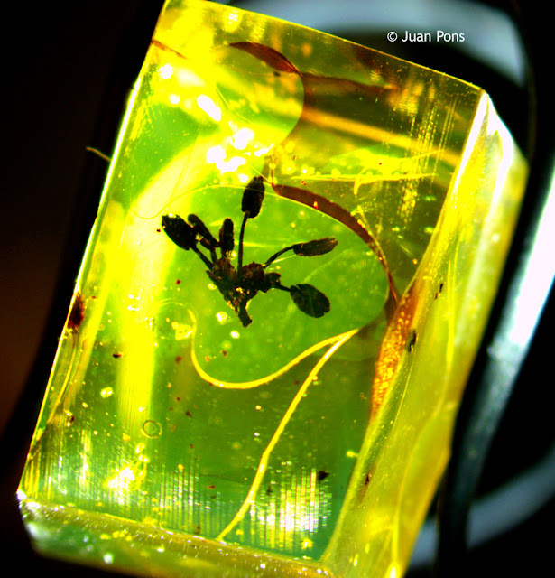 Amber with a flower inside of it captured under a zoom lens microscope system.