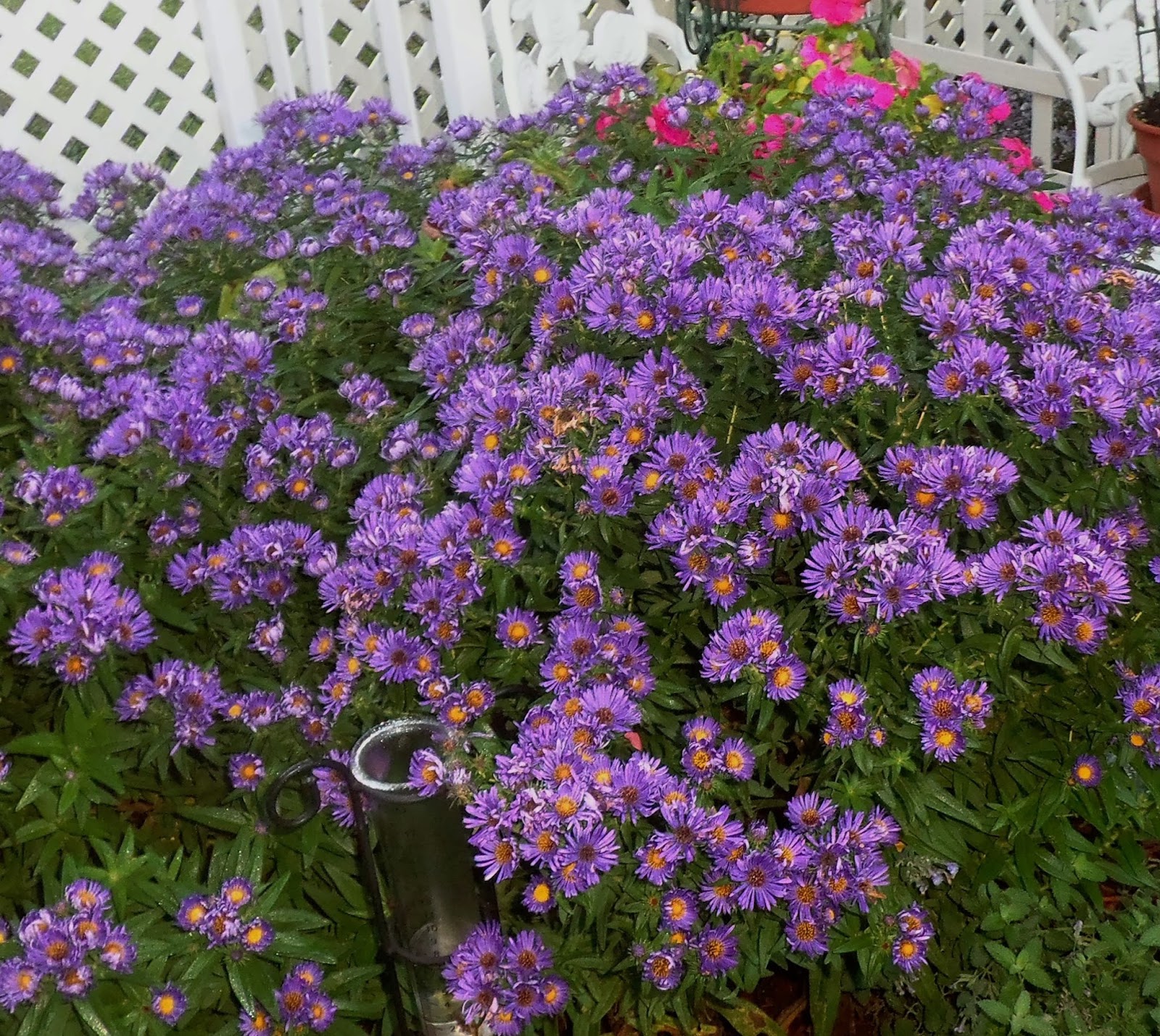 DEBBIE-DABBLE BLOG: Fall Flowers and a Final Look at the Garden