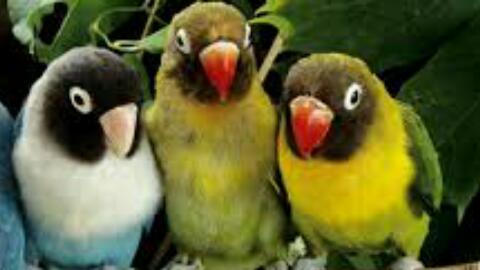 Macam macam burung Lovebird Macam macam burung Lovebird