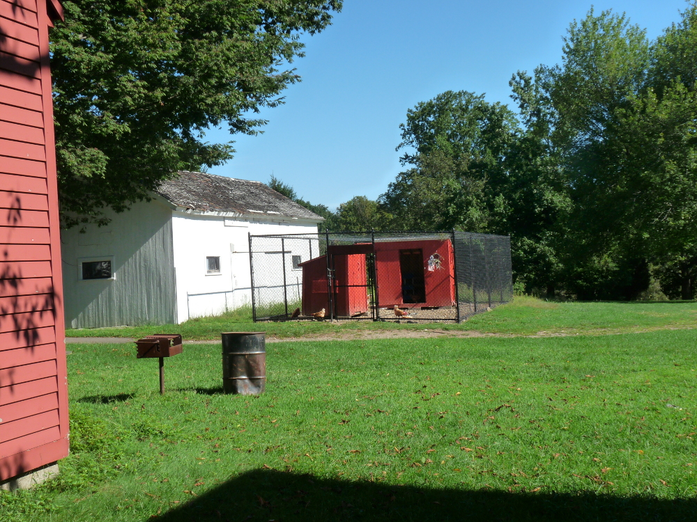 Connecticut Audubon Society Chicken coop raider!