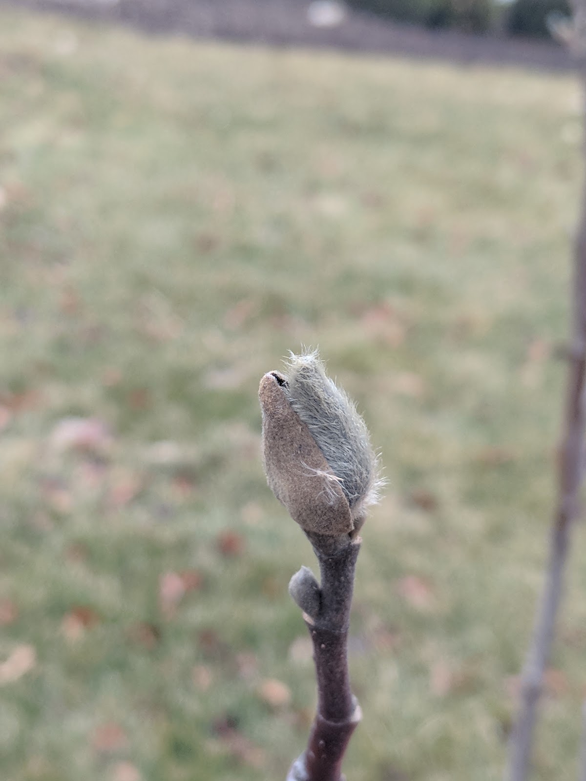 Winter Checkin On Our Saucer Magnolia