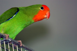 lovebird muka merah lovebird muka merah