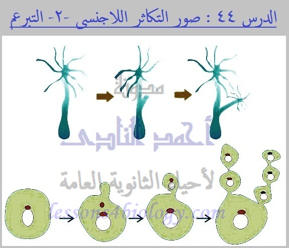 شكل من اشكال التكاثر اللاجنسي حيث ينمو بروز صغير على الخلية الأم