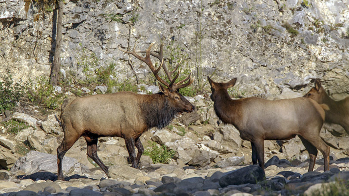 Outdoors Apply for an Arkansas Elk Hunting Permit