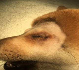 小小柴犬經台南啄木鳥動物醫院診治後,終於找到原因:先天眼瞼開孔太小引起的眼瞼內翻!