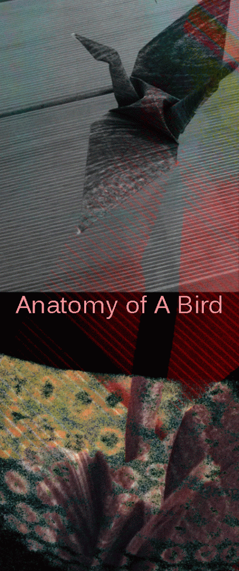 The Anatomy Of A Bird