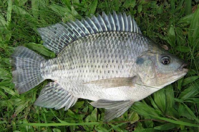 Pengertian Ikan Nila Beserta Karakteristiknya