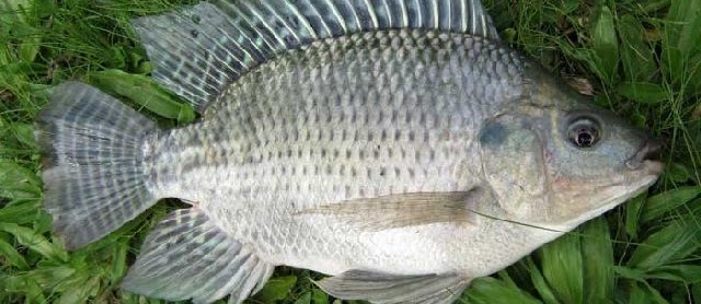 Pengertian Ikan Nila Beserta Karakteristiknya