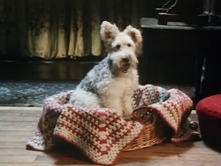 Bob, wire-haired terrier dog in Agatha Christie's Poirot Dumb Witness