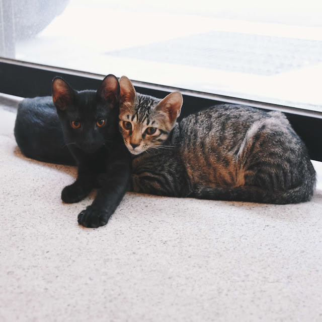 碧耳貓 beercat 兩隻貓