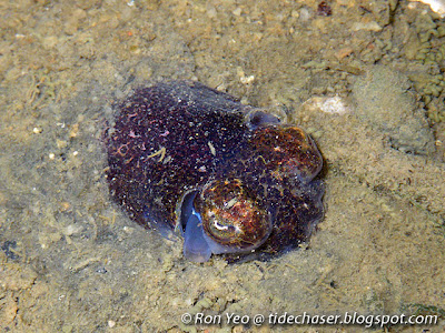 Bobtail squids (Family Sepiolidae)