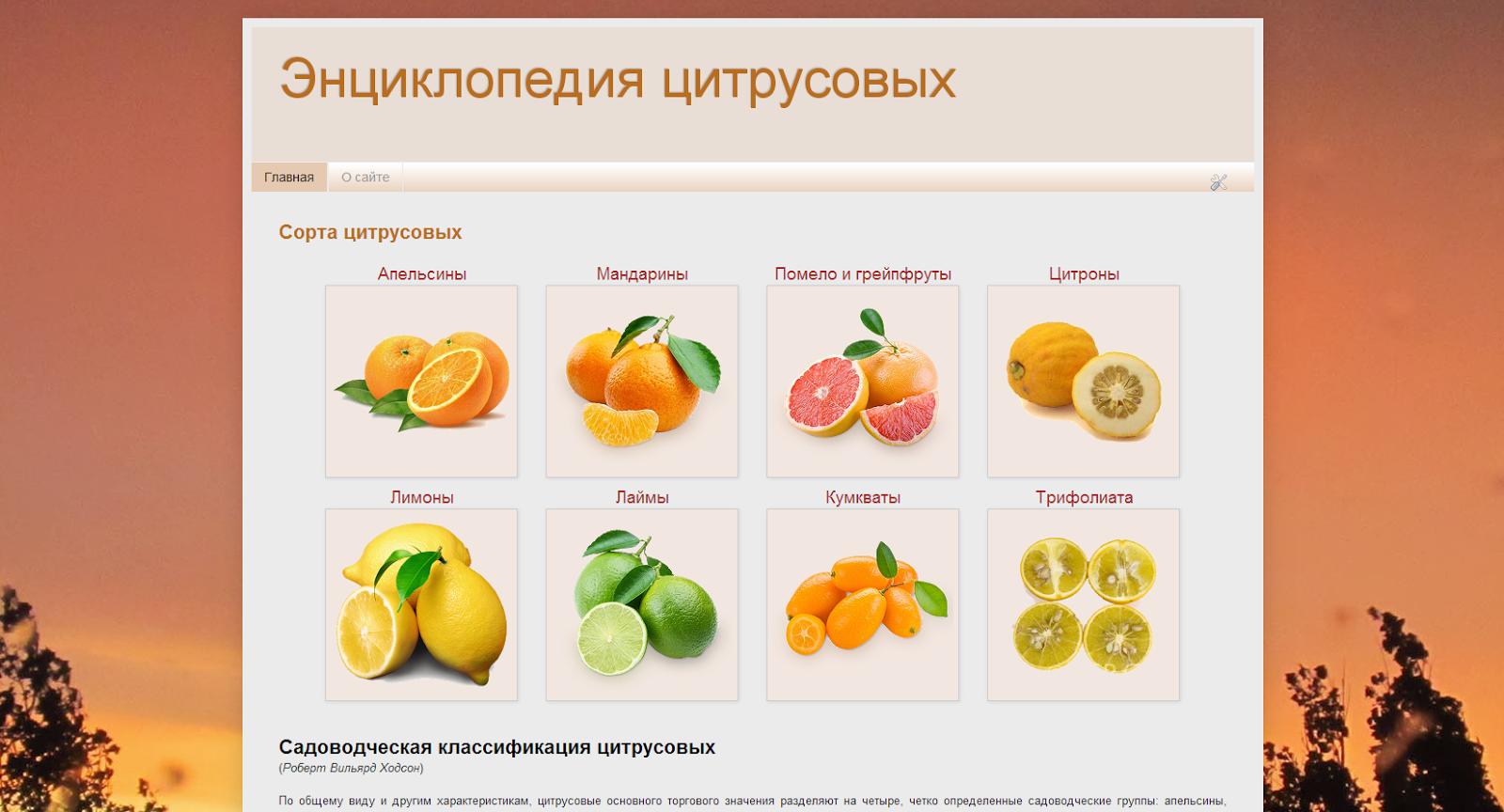 апельсин, лимон, мандарин, грейпфрут, цитрон. цитрусовые названия всех фруктов. цитрусовые фрукты и их названия. клементин мандарин кумкват. схема классификации цитрусовых плодов.